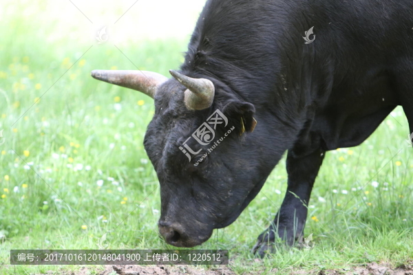 歐洲野牛schlt