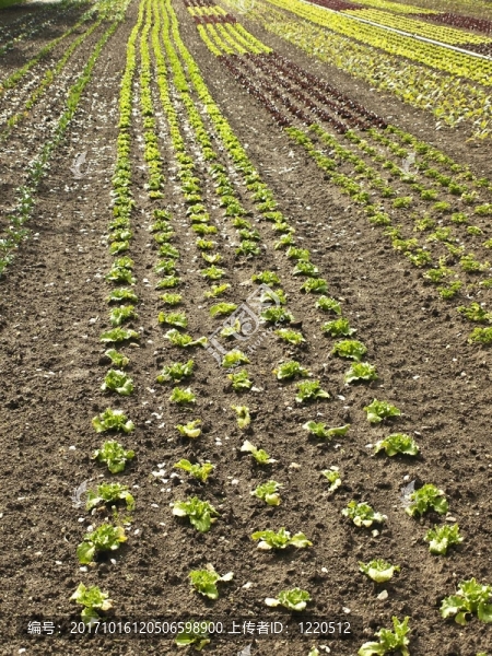 salatanbau
