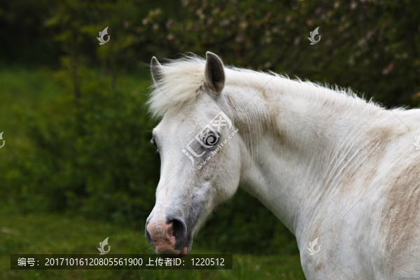 馬