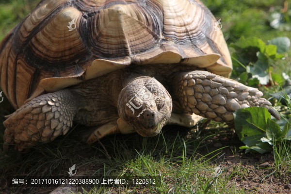 spornschildkrte