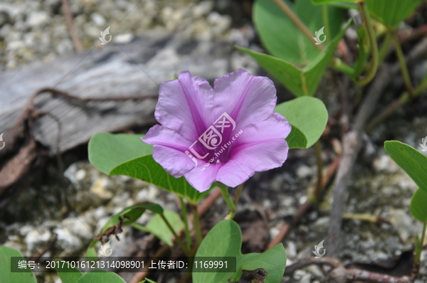 喇叭花