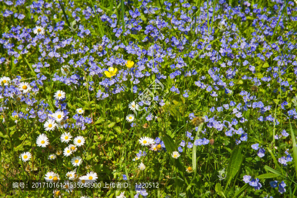 blumenwiese