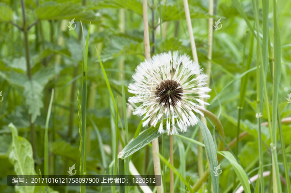 蒲公英：蒲公英濕