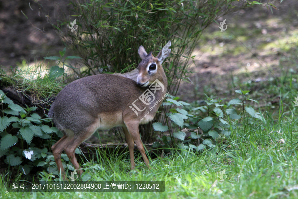 柯克Dik
