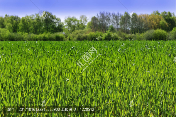 農(nóng)業(yè)