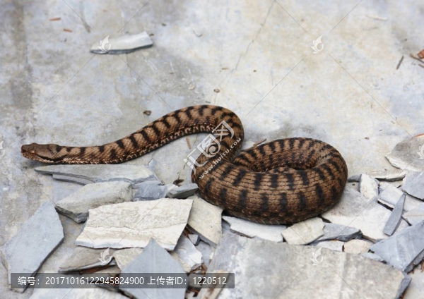 阿爾卑斯山脈毒蛇（蝰蛇ASPIS,ATRA）