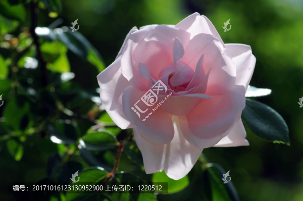 粉紅色