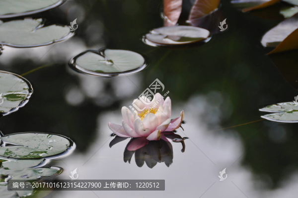 開花