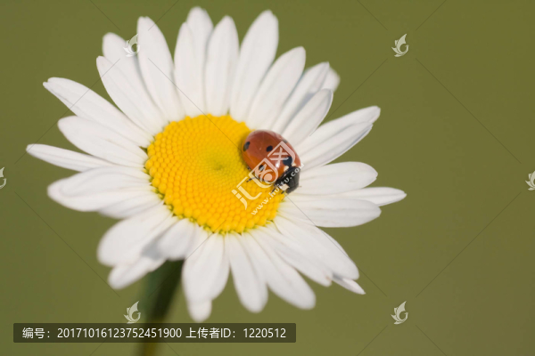 瓢蟲
