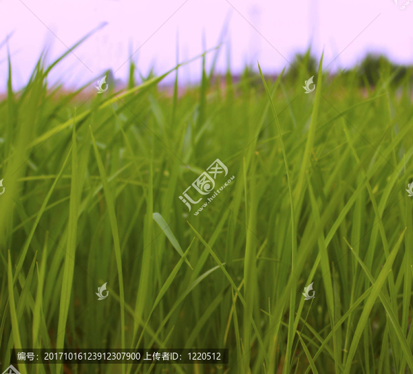 特寫