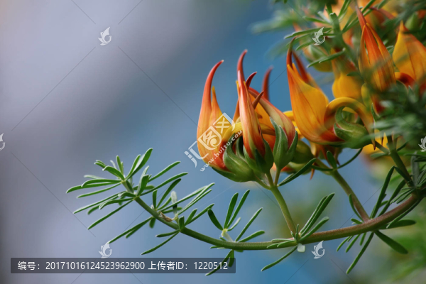 蓮花