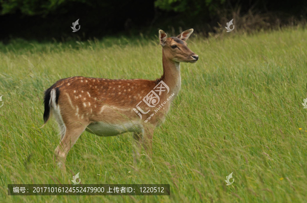 休閑