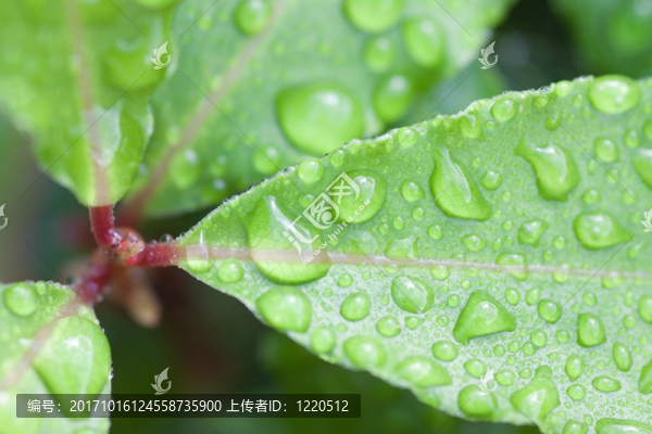 香料