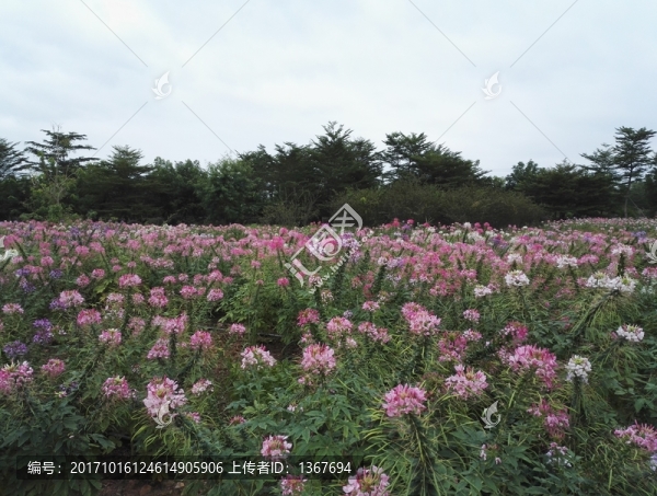蜘蛛花