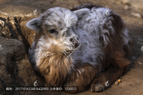 休息的孩子