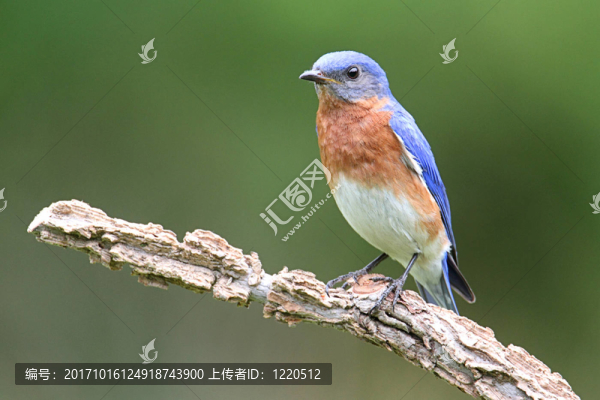 藍鳥