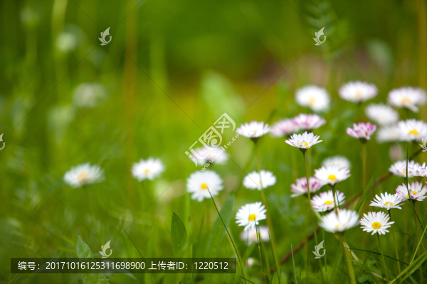 草地在春天