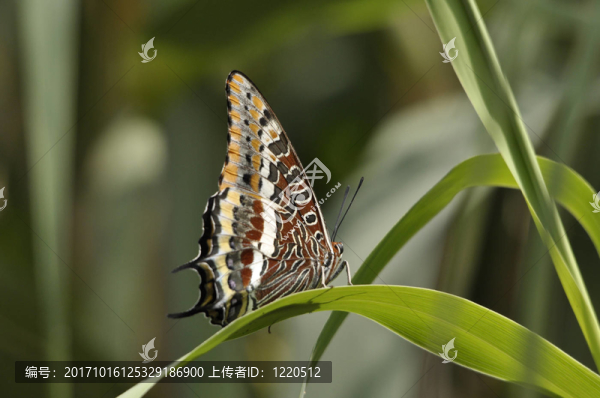 尾帕夏