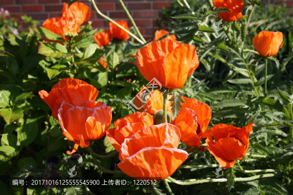 罌粟花