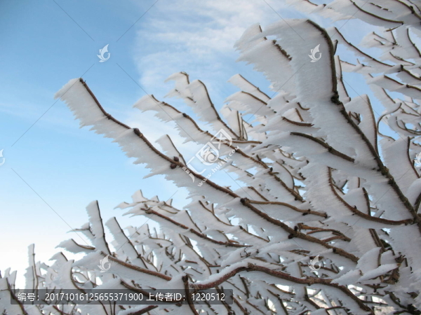 樹(shù)枝上的水平降雪