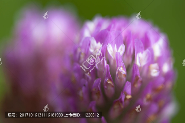 克利-三葉草