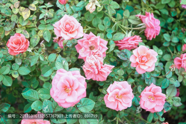 玫瑰花
