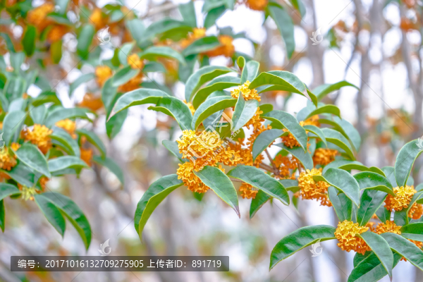 桂花