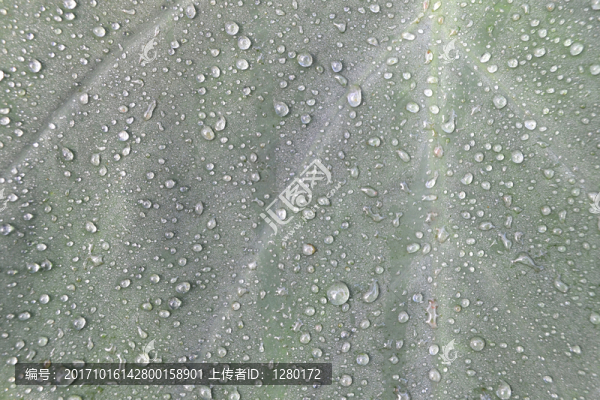 露珠,水珠,水滴