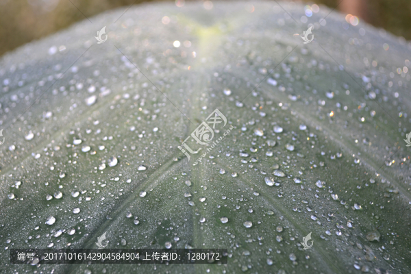 露珠,水珠,水滴