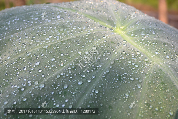 露珠,水珠