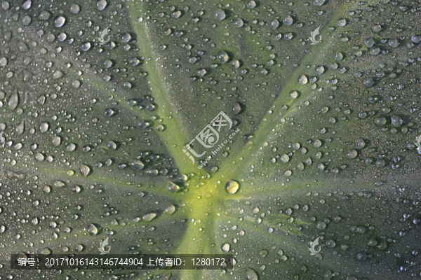 露珠,水珠,水滴