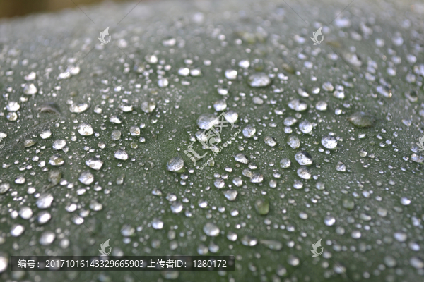露珠,水珠