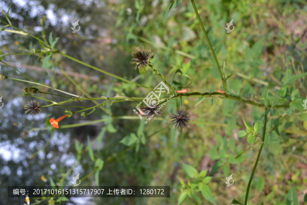 小鬼針,灰葛針