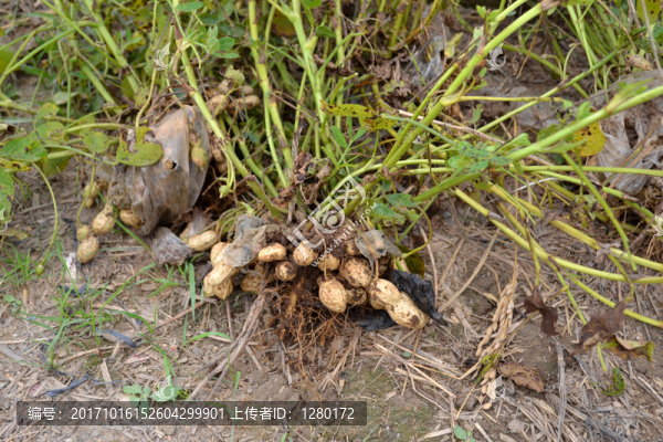 出土花生