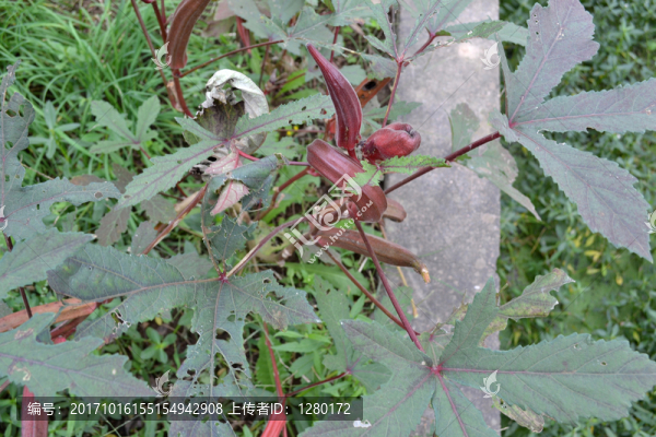 秋葵,菜籃子,田園