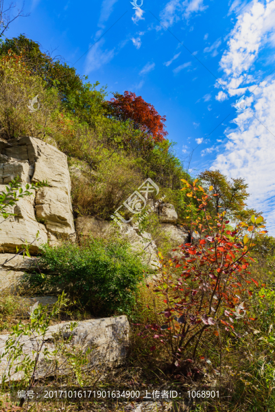 山中紅葉