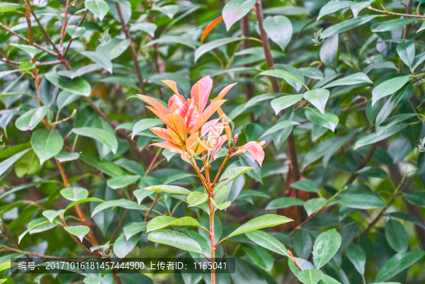 一點(diǎn)紅枝葉,高清
