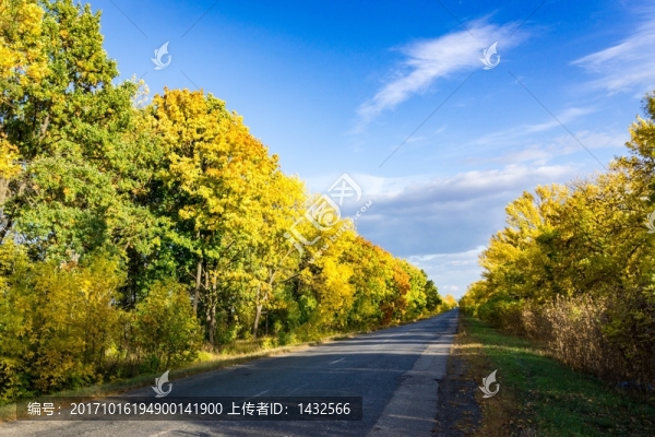 楓樹林