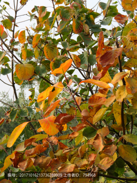 香山紅葉