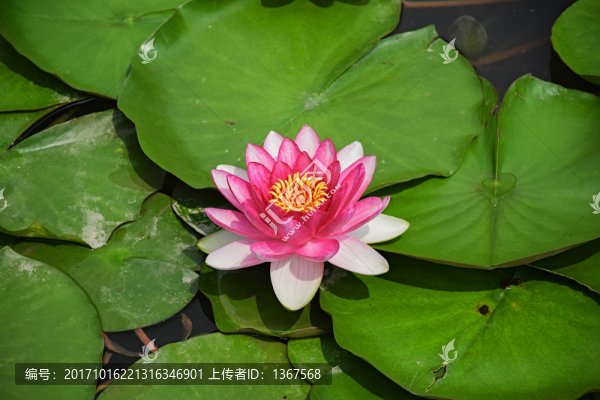 蓮花
