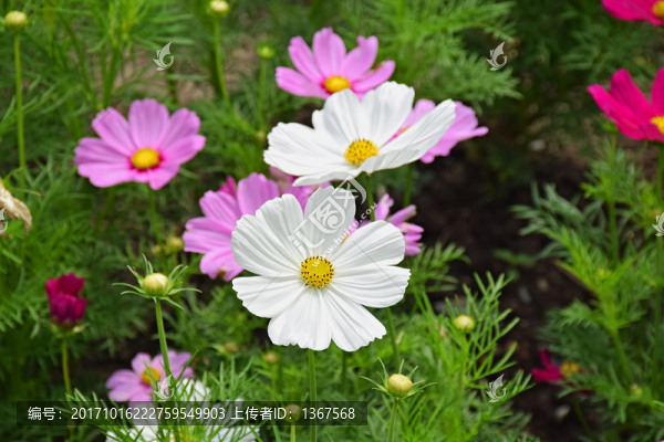 花叢