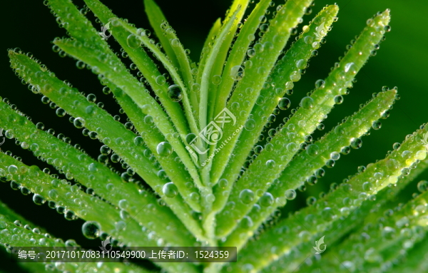樹葉早晨露珠露水
