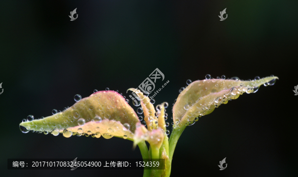 早晨露珠水珠
