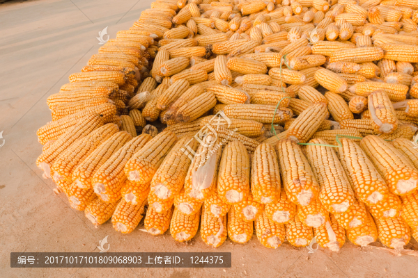 玉米棒