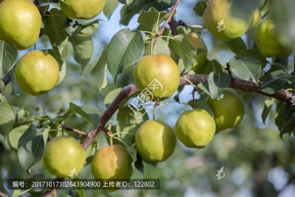 黃陵翡翠梨