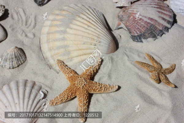 海星和貝殼