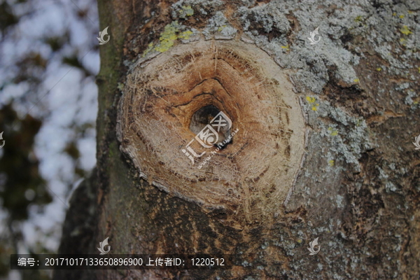 holzauge