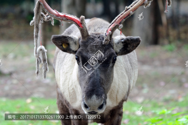 動物