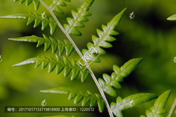 葉