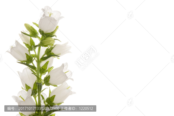 （風鈴草風鈴花——）